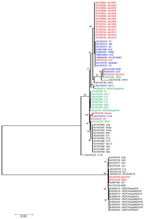 Fig. 1. A phylogenetic tree reconstructed from partial sequences of hmtp210. The tree with the highest log likelihood (−3571.2125) is shown. The percentage of trees in which the associated taxa clustered together is shown next to the branches. The tree is drawn to scale, with branch lengths measured in the number of substitutions per site. There were 1,068 characters in the final dataset. Black text represents serovars A. Green text represents serovars B. Blue text represents serovars C. The sequences reported in this study are red. The names of the strains/isolates are italic.