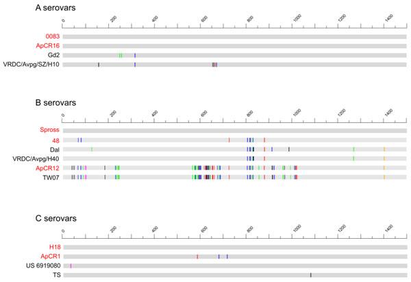 Fig. 2. Graphic representation of the alignment variants in representative sequences. Each group of selected sequences was aligned against refer-ence strains 0083 (Kume serovar A-1), Spross (Page serovar B), and H18 (Kume serovar C-1). The upper line indicates approximate coordinates of the alignment in base pairs. The color scheme is as follows: variant A=green, variant G=blue, variant T=black, variant C=red, heterozygous variant=orange, insertion=magenta, deletion=dark grey, nonvariant=light grey. The reference sequences show no polymorphism. The sequences reported in this study are in red.