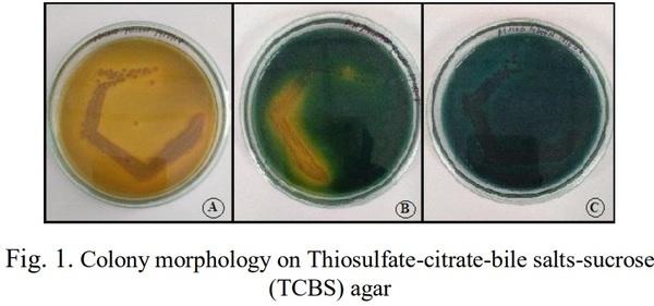 Isolation, Identification and Biochemical Characterization of Vibrios Species from Shrimp Hatcheries near Pondicherry Coast, Tamilnadu, India - Image 1