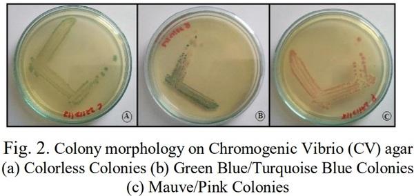 Isolation, Identification and Biochemical Characterization of Vibrios Species from Shrimp Hatcheries near Pondicherry Coast, Tamilnadu, India - Image 2