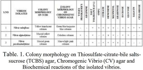 Isolation, Identification and Biochemical Characterization of Vibrios Species from Shrimp Hatcheries near Pondicherry Coast, Tamilnadu, India - Image 3