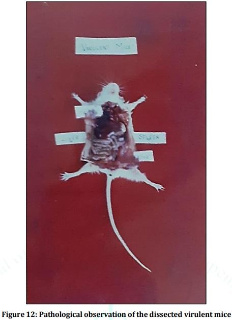 Vaccine Preperative Trial for Leptospirosis and their Pathological, Immunological Study by Serum Electrophoresis - Image 16