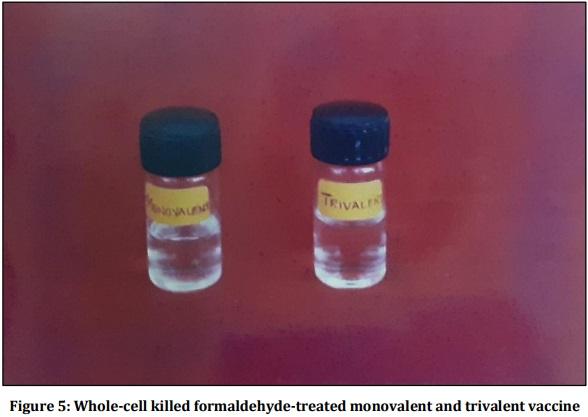 Vaccine Preperative Trial for Leptospirosis and their Pathological, Immunological Study by Serum Electrophoresis - Image 5