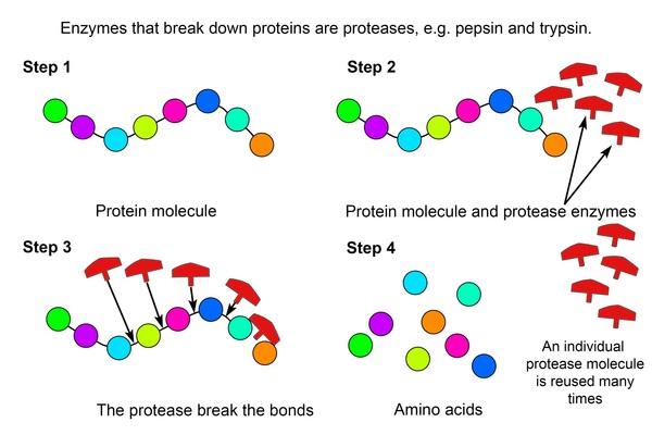 Protease Enzyme in Poultry Feed - Image 1