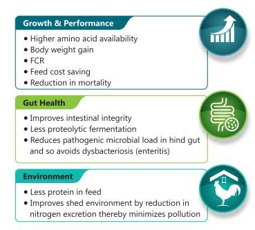 Protease Enzyme in Poultry Feed - Image 3