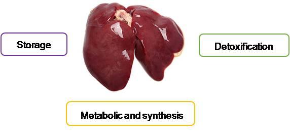 The Liver, a Key Organ in Poultry Production - Image 1