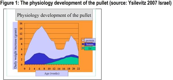 How to Feed Layers Until 100 Weeks? – A Practical Approach - Image 3