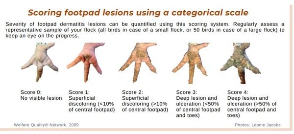 Footpad dermatitis in poultry: a common issue in commercial and backyard flocks - Image 3