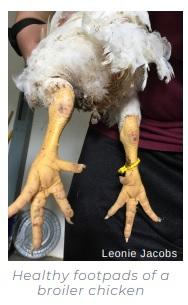 Footpad dermatitis in poultry: a common issue in commercial and backyard flocks - Image 5