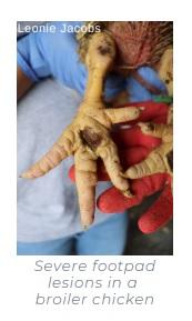 Footpad dermatitis in poultry: a common issue in commercial and backyard flocks - Image 4