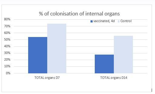 Salmonella in Poultry: Is it safe to vaccinate during the egg production period? - Image 4