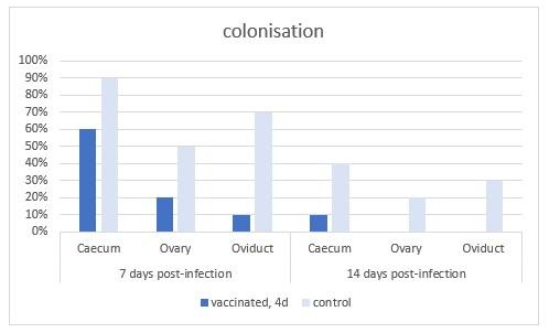 Salmonella in Poultry: Is it safe to vaccinate during the egg production period? - Image 5