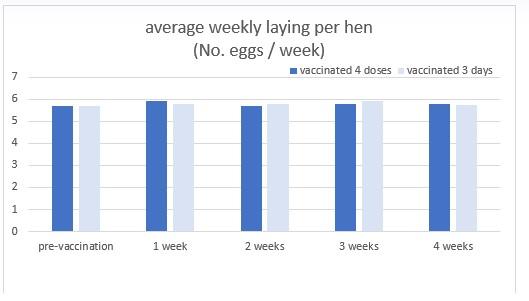 Salmonella in Poultry: Is it safe to vaccinate during the egg production period? - Image 2