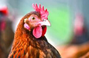 Promoting poultry health in a post-antibiotic era - Image 1