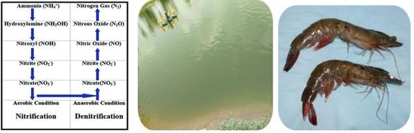 Combined Effects of Ammonia & Nitrite Toxicity on Growth, Survivals of Vannamei Shrimps in Low Saline Culture Ponds - Image 1