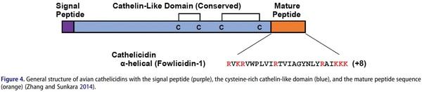 Antimicrobial peptides as an alternative to relieve antimicrobial growth promoters in poultry - Image 5