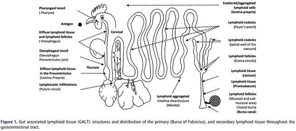 Antimicrobial peptides as an alternative to relieve antimicrobial growth promoters in poultry - Image 1