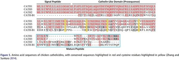 Antimicrobial peptides as an alternative to relieve antimicrobial growth promoters in poultry - Image 6