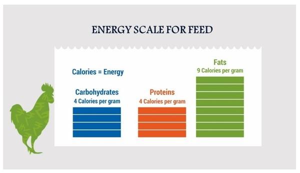 Better Energy utilization: Key for Profitable Poultry Farming - Image 1