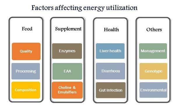 Better Energy utilization: Key for Profitable Poultry Farming - Image 3