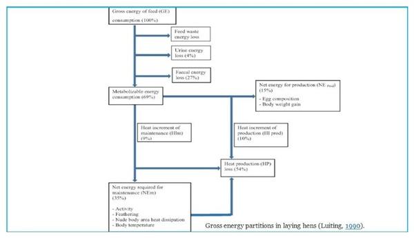 Better Energy utilization: Key for Profitable Poultry Farming - Image 2