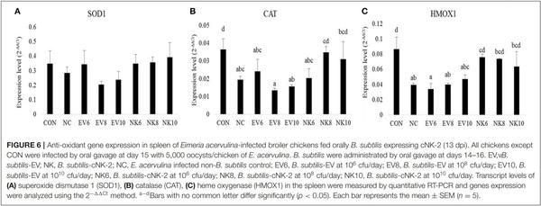 Oral Delivery of Bacillus subtilis Expressing Chicken NK-2 Peptide Protects Against Eimeria acervulina Infection in Broiler Chickens - Image 9