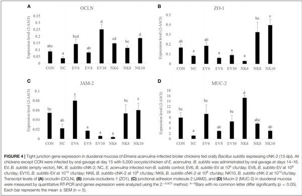 Oral Delivery of Bacillus subtilis Expressing Chicken NK-2 Peptide Protects Against Eimeria acervulina Infection in Broiler Chickens - Image 7