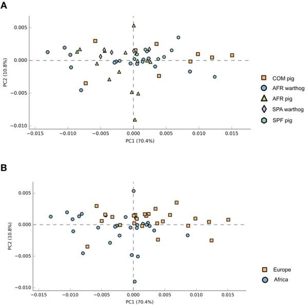 Comparative analysis of the fecal microbiota from different species of domesticated and wild suids - Image 9