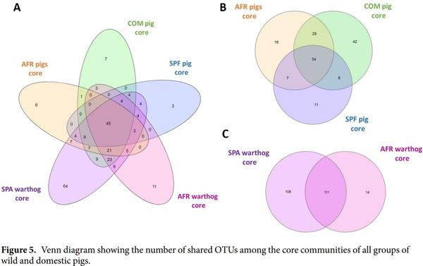 Comparative analysis of the fecal microbiota from different species of domesticated and wild suids - Image 7