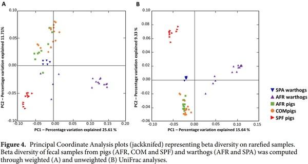 Comparative analysis of the fecal microbiota from different species of domesticated and wild suids - Image 6