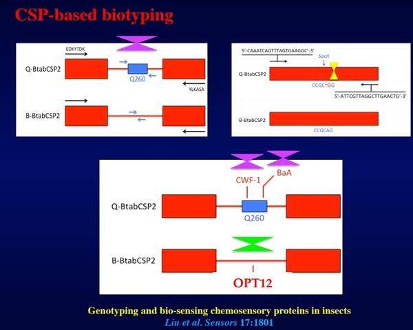 Main results and current investigations on sweetpotato whitefly chemosensory proteins - Image 1