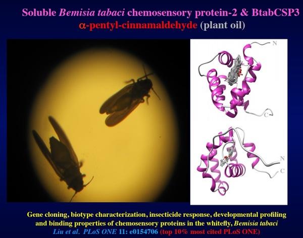 Main results and current investigations on sweetpotato whitefly chemosensory proteins - Image 2