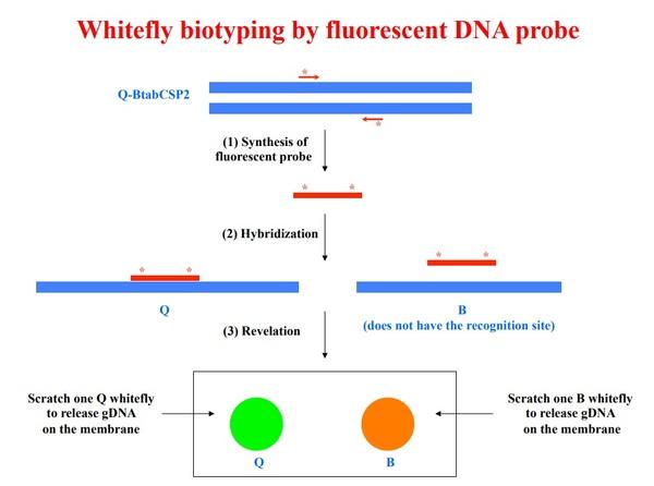 Main results and current investigations on sweetpotato whitefly chemosensory proteins - Image 1