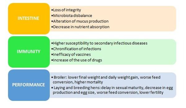 Effects of mycotoxins on chicken production in Southeast Asia - Image 2