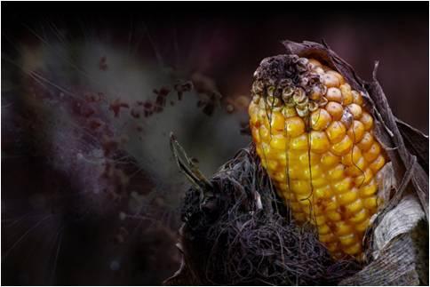 Effects of mycotoxins on chicken production in Southeast Asia - Image 1