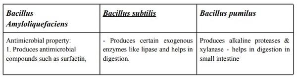 Benefits of Bacillus consortium for improving gut health and performance in poultry - Image 2