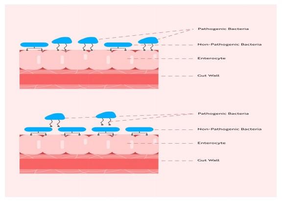 Benefits of Bacillus consortium for improving gut health and performance in poultry - Image 1