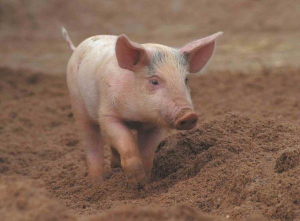 Antioxidant benefits in pig feed - Image 1
