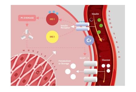 Effect of Chromium on heat stress and immune modulation in poultry birds - Image 1