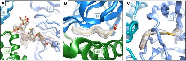 Structure and immune recognition of the porcine epidemic diarrhea virus spike protein - Image 3