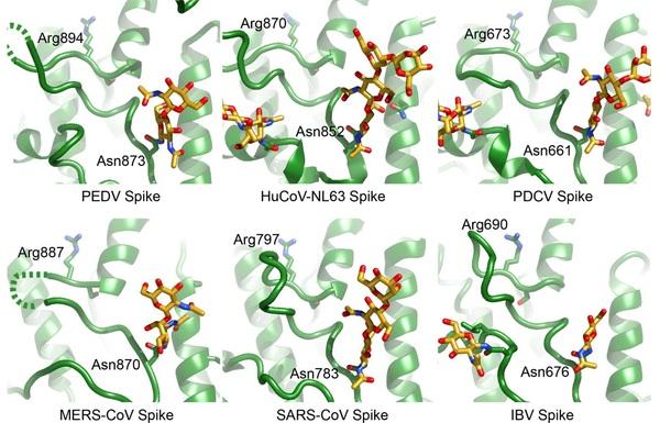 Structure and immune recognition of the porcine epidemic diarrhea virus spike protein - Image 2