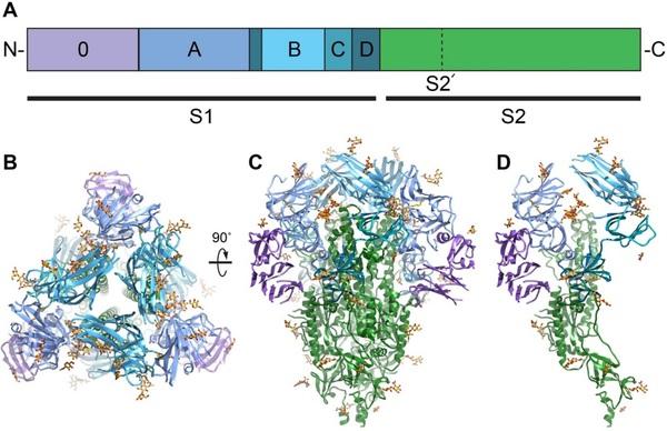 Structure and immune recognition of the porcine epidemic diarrhea virus spike protein - Image 1