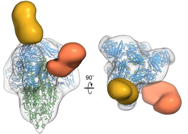 Structure and immune recognition of the porcine epidemic diarrhea virus spike protein - Image 4