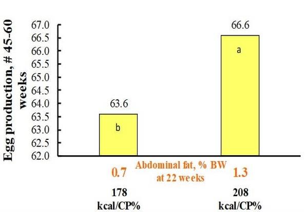 How to Increase the Persistence of Egg Production in Broiler Breeders? - Image 3