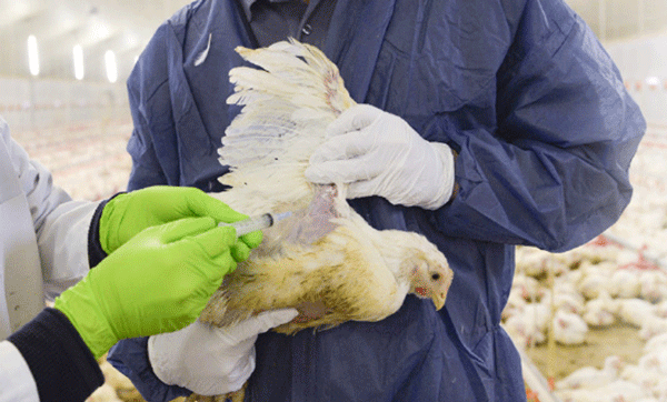 5 revelations about mycotoxins from blood spot analyses