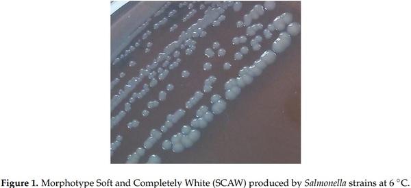 Effect of Food Residues in Biofilm Formation on Stainless Steel and Polystyrene Surfaces by Salmonella enterica Strains Isolated from Poultry Houses - Image 1