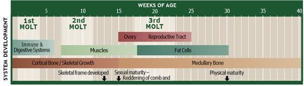 Nutritional strategies to achieve 500 eggs in 100 weeks in high-production layers - Image 6