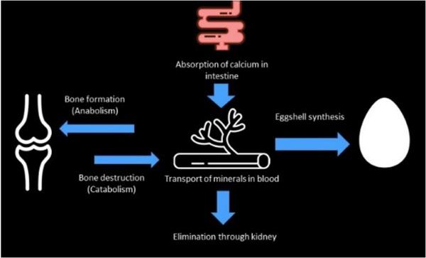 Nutritional strategies to achieve 500 eggs in 100 weeks in high-production layers - Image 20