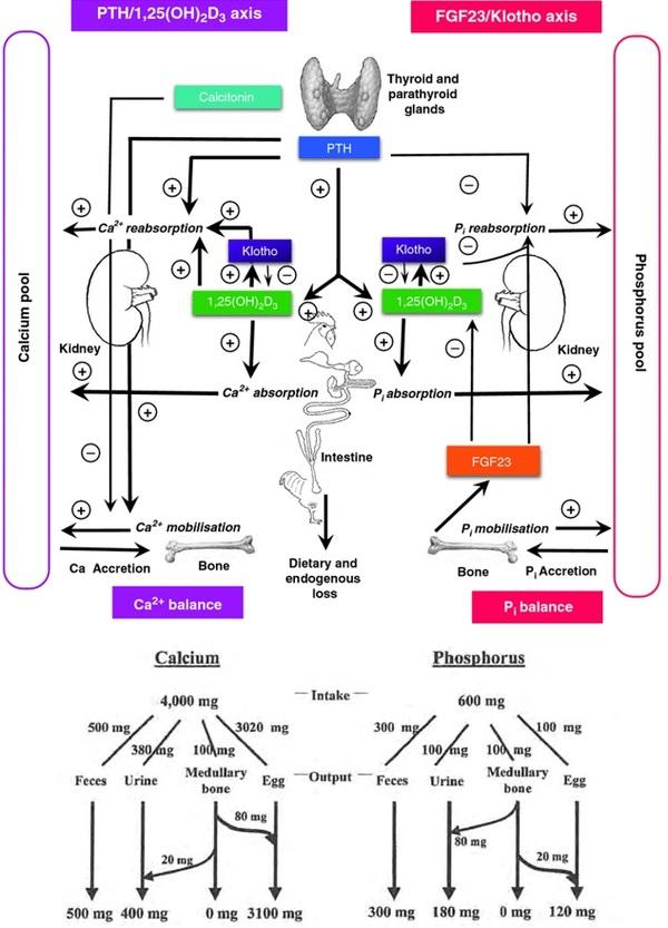 Nutritional strategies to achieve 500 eggs in 100 weeks in high-production layers - Image 22