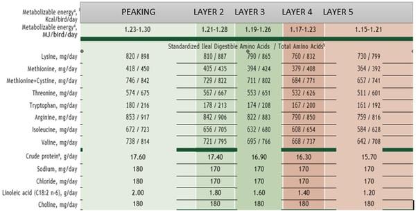 Nutritional strategies to achieve 500 eggs in 100 weeks in high-production layers - Image 14